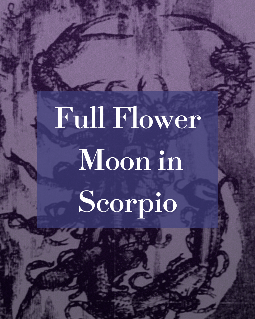 Flower Full Moon in Scorpio!